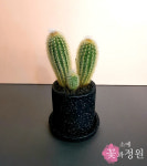소예 꽃과정원