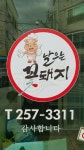 날으는꽃돼지