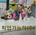 둘리애견미용샵