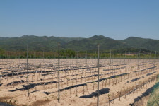 농업회사법인 경산S종묘농원