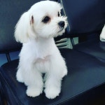 모모펫살롱
