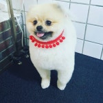 모모펫살롱