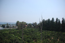 강정2442꽃피우다