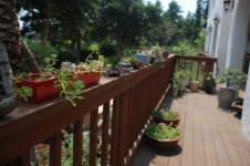 강정2442꽃피우다