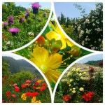 축령산편백하우스