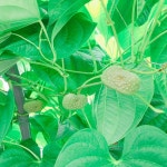 마주농장