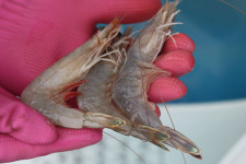 내포해물촌 홍성본점