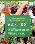 달콤포도농장