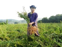 창수네장생홍도라지