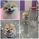 단비펫살롱
