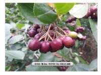 오산아로니아농장
