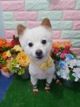 핫Dog 1호점