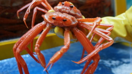 주문진붉은대게