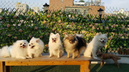 윤앤퍼피 애견유치원&애견호텔&애견훈련