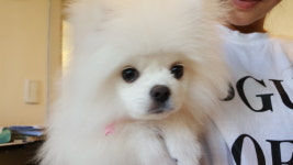 윤앤퍼피 애견유치원&애견호텔&애견훈련