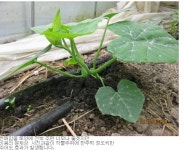 부농