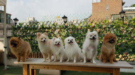 윤앤퍼피 애견유치원&애견호텔&애견훈련