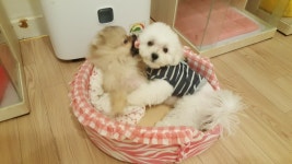 윤앤퍼피 애견유치원&애견호텔&애견훈련