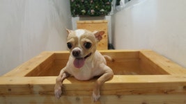 윤앤퍼피 애견유치원&애견호텔&애견훈련