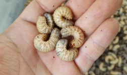 사람과곤충 영농조합법인