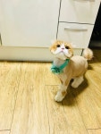 서울고양이미용실