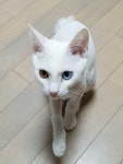 서울고양이미용실