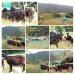 순이네흑염소농장