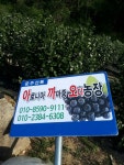 아로니아아까오농장