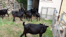 순이네흑염소농장