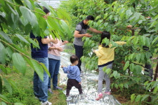 시후아빠체리농장