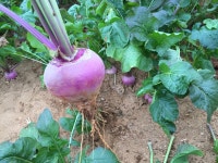 강화도주빈농장