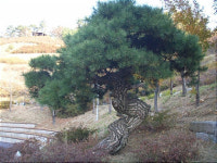 소나무농원