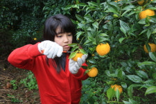 신흥해바리마을
