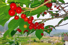 명지리앵두마을