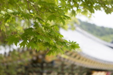 둥지민박