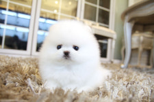 수원강아지분양 고양이분양 아이러브독 말티즈말티푸미니비숑