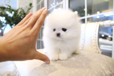 강아지분양 애견입양 아이러브독 수원점 말티푸미니비숑포메