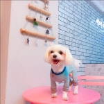 안녕멍멍아