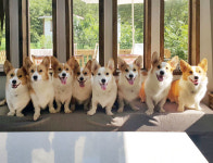 8코기네 애견펜션