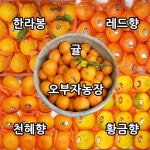 오부자감귤농장