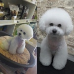 블리스독
