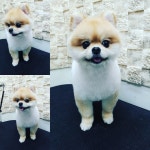 블리스독