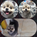 둘리애견미용샵