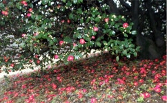 동백꽃정보화마을