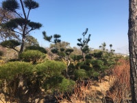 늘푸른조경