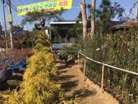 늘푸른조경