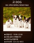 고 Dog
