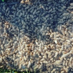 화니와 영이의 행복한 농장