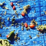 화니와 영이의 행복한 농장