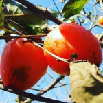 화니와 영이의 행복한 농장